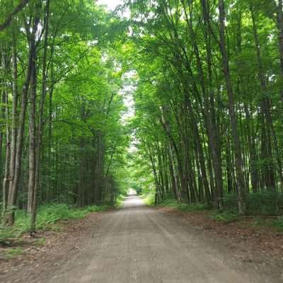 Dirt road through lush green forest