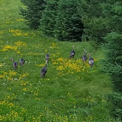 Wild turkeys along County road 424 near Gaastra Michigan.