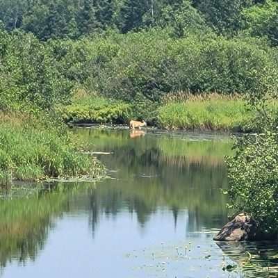 Deer feeding in the river U.P. Michigan July 2021