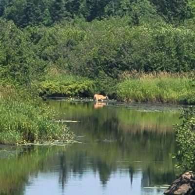 Deer feeding in the river U.P. Michigan July 2021