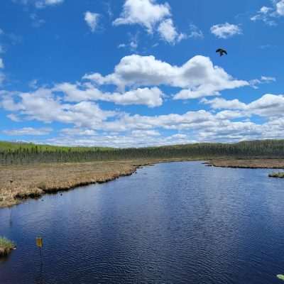 It was breezy and this sparrow was hovering over the flowage. Boat launch on the left. It was the perfect moment about 72 F.