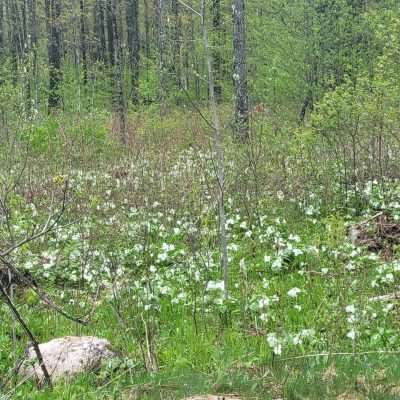 Another carpet of the great white trillium bloom of 2022. They were the dominant ground cover flower for a few weeks.