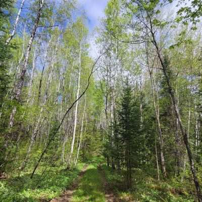 A random forest road in Northern Wisconsin off of National Forest Road 2446.