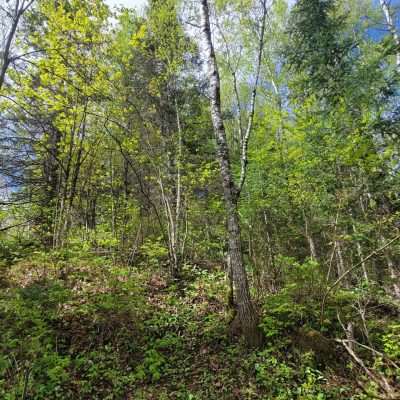 In the Wisconsin Northwoods in Spring with new leaves. This is BB - Before the Bugs in early spring 2022.