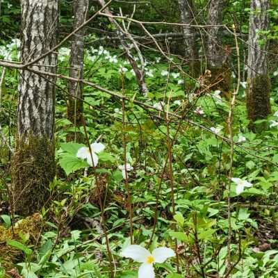 The great white trillium are dominant in the spring in the U.P. Iron River. They will carpet the forest before the leaves fill in.