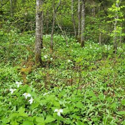 The great white trillium are dominant in the spring in the U.P. Iron River. They will carpet the forest before the leaves fill in.