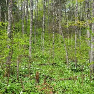 The great white trillium are dominant in the spring in the U.P. Iron River. They will carpet the forest before the leaves fill in.