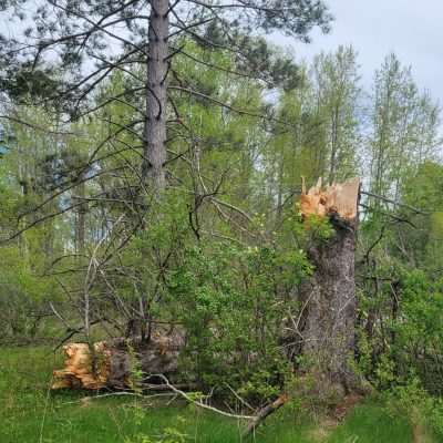 Tree fall in Old Pentoga Village spring 2022 a very old pine was split in half from the storm.