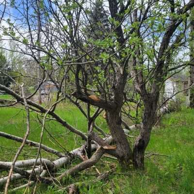 Tree fall in Old Pentoga Village spring 2022 Poplar tree blew down damaged the old apple tree too.