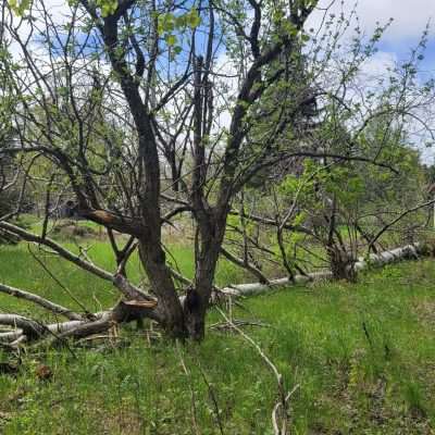 Old Pentoga Village spring 2022 Poplar tree blew down damaged the old apple tree too.