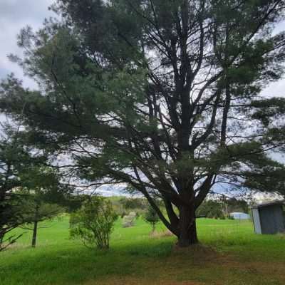 From a thick grove of pine and spruce trees with views of the meadow and the out house from the old homestead. In Old Pentoga Village.