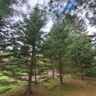 From a thick grove of pine and spruce trees with views of the meadow and the out house from the old homestead. These trees were planted in 2004 about 20 years old.