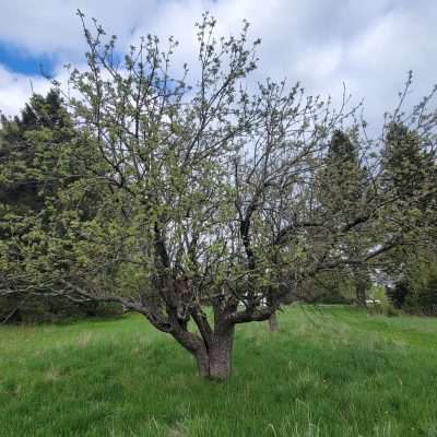 Pentoga Village is full of very old apple trees. Our headquarters has 8 plus 100 year old apple trees all different types.