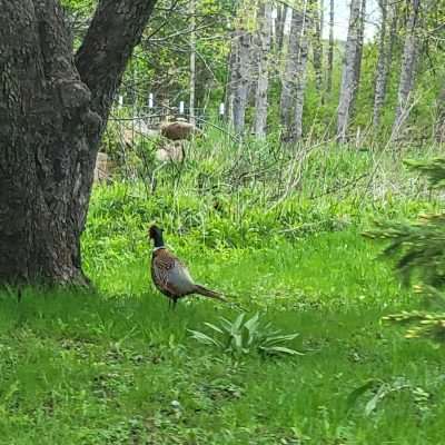 Wild Pheasant in Pentoga Michigan. This happens from time to time. I am told the Pheasant is not native, nor will it survive the winters. It is a stocked game bird that has found its way into our little village. This year on 2022 there was a mating pair. I have more questions than answers.