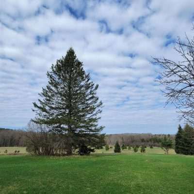 From Old Pentoga you see an early spring shot of the meadow next to the Brule River. Beyond the river is Wisconsin. The old outhouse and old apple tree on each side.