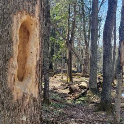 Hiking the Fox Maple Woods found a tree trunk hollowed out by maybe woodpeckers. May have been chewed, have more questions than answers.