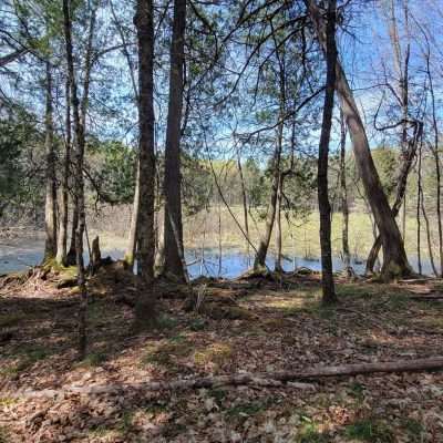 The marshy pond near the main parking at the Fox maple woods natural area.