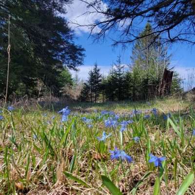 Spring wild flowers, this week purple.