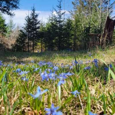 Spring wild flowers, this week purple.