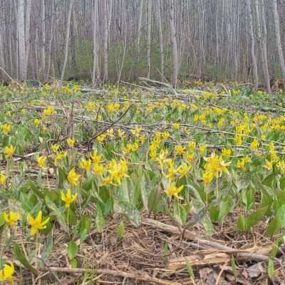 This week in Spring 2023 it was yellow flowers in alone Pentoga Road in U. P.