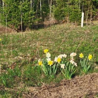 Several patches of spring Daffodils on the Bike trail near Caspian MI. From spring 2023 they come up early and stay a month.