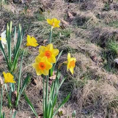 More Spring Daffodils on the Bike trail near Caspian MI. From spring 2023 they come up early and stay a month.