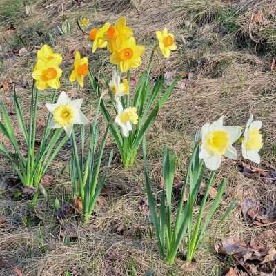 Spring Daffodils on the Bike trail near Caspian MI. From spring 2023 they come up early and stay a month.