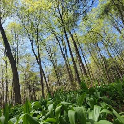 Early and the foliage is just starting with first leaves and first cover plants. Northern Wisconsin on Pentoga Road. National Forest Road 2443.