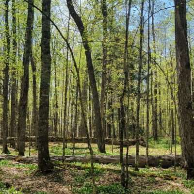 Early and the foliage is just starting. Within a week you will no longer see past the first few trees. Spring and the plants are just starting for the year. Northern Wisconsin on Pentoga Road. National Forest Road 2443.