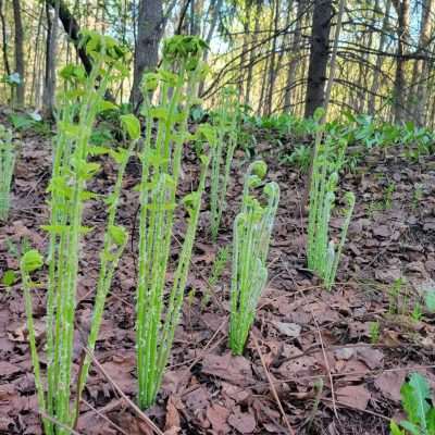 Early spring ferns just starting out on Kalla Walla Trail and Pentoga Road. Soon it will be a carpet of ferns.