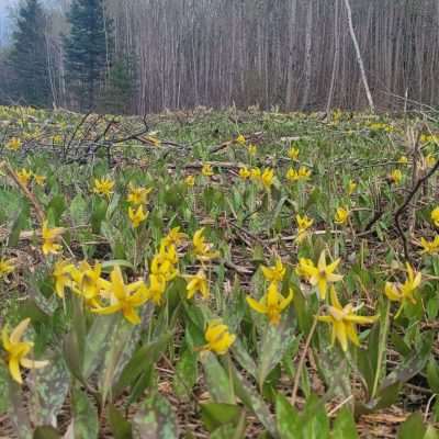 Spring wild flowers in Northern Wisconsin change monthly, weekly, even daily. This batch or yellow this week in Spring 2023.