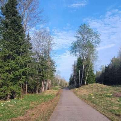 This is the bike trail from Caspian Michigan in the early spring when the daffodils flower. There is a bird flying in the top right of the picture, too early for insects.