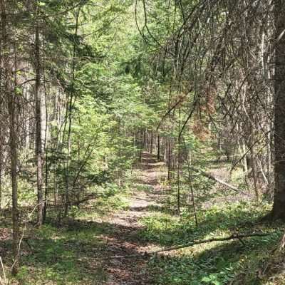 One of the entrance paths to the Whisker Lake Wilderness Area. After a few miles the path was flooded out from beaver dams. There are multiple entrances into the wilderness area.