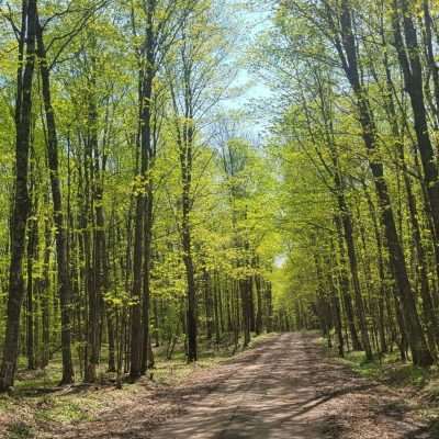 Northern Wisconsin forest is a deep canopy like this early spring shot whey you can see through the forest. Soon this will all be dark and covered with leaf canopy. When it gets windy, this is a good place to ride as the trees keep you protected.