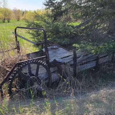 Farm equipment grown into the tree. Guessing about 100 years old or so. Not sure what it did but that is a big gear.