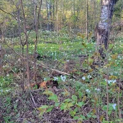 Spring 2023 Great white trilliums take over this week in the U.P.