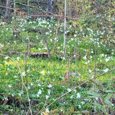 Spring 2023 Great white trilliums take over this week in the U.P.