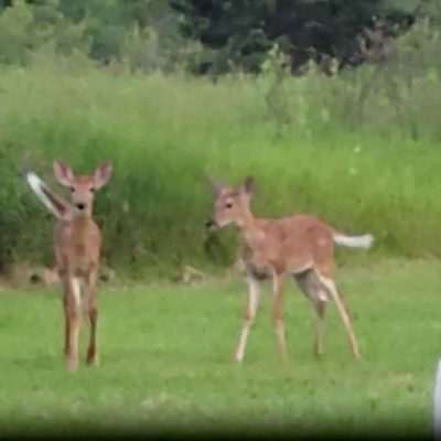 Fawns playing in the spring in Pentoga Michigan U.P. Nature