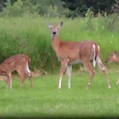 Mature Doe and multiple fawns in Pentoga Michigan U.P.