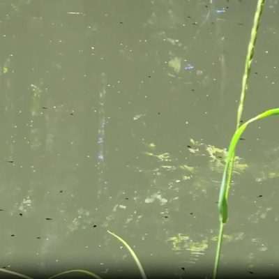 Pentoga Road in Wisconsin. Spring Tadpoles and Dragonflies