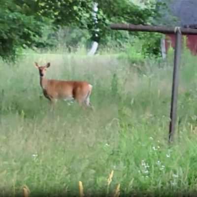 Mature Doe and twin Fawns Spring 2022