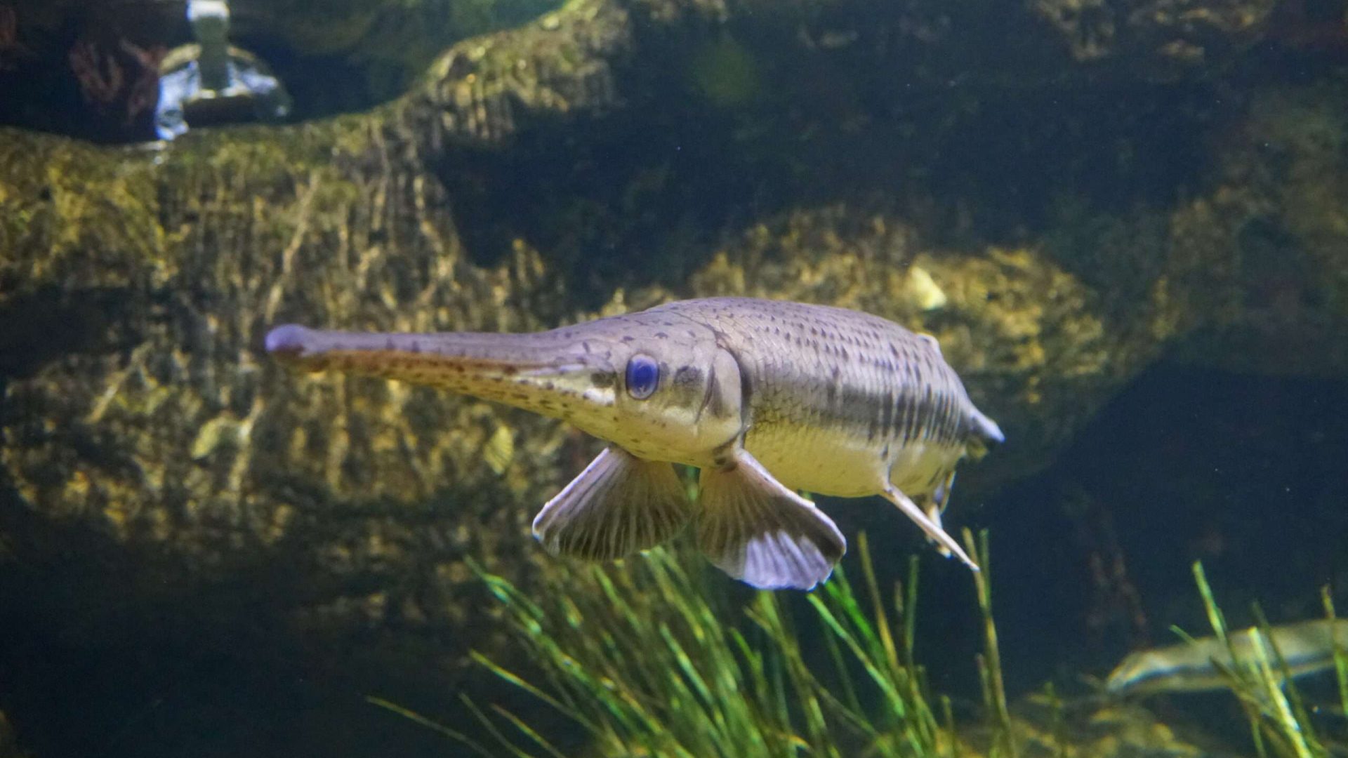 Fish with long nose swimming underwater