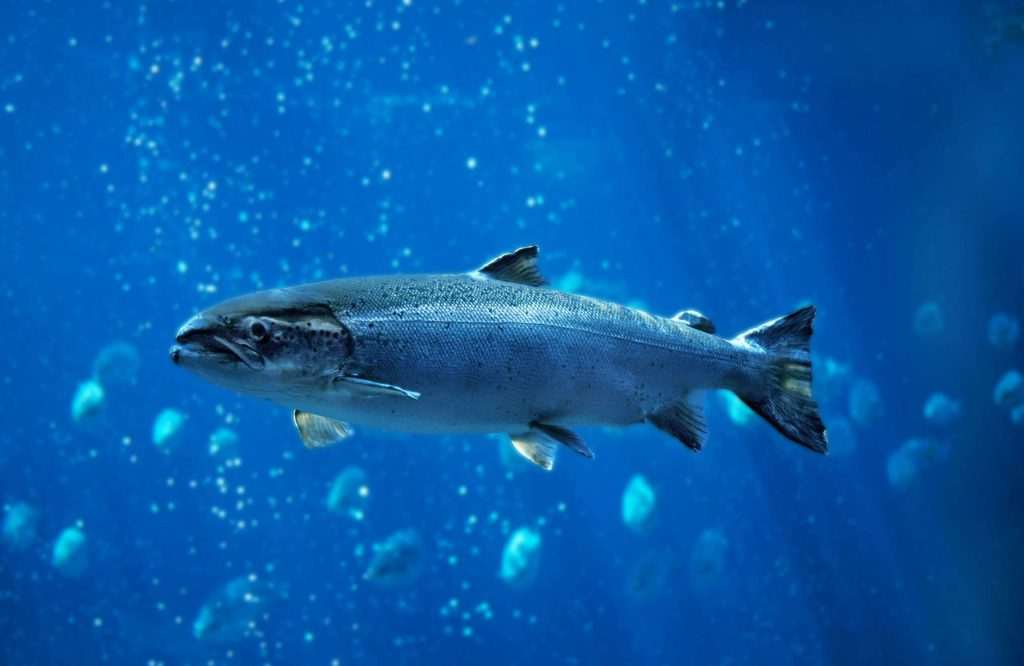Blue fish swimming in ocean