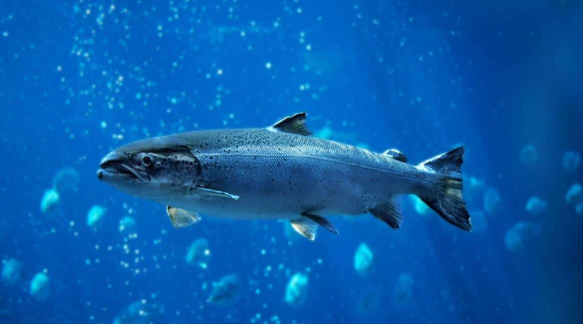 Blue fish swimming in ocean
