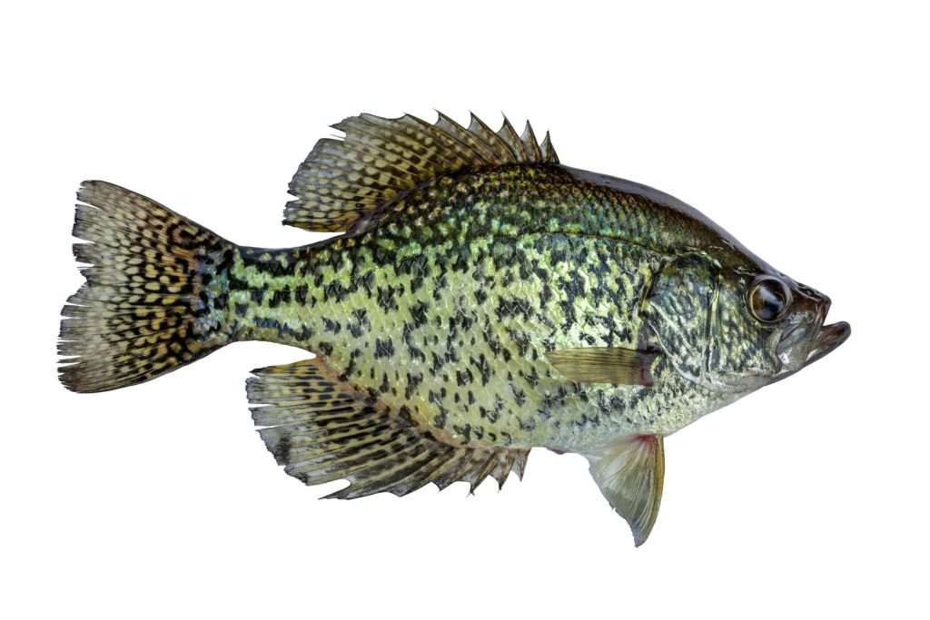 Black crappie fish isolated on white background