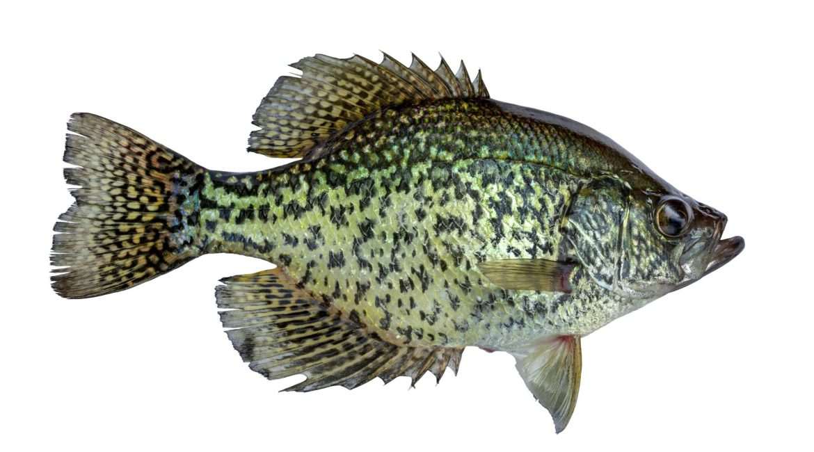 Black crappie fish isolated on white background