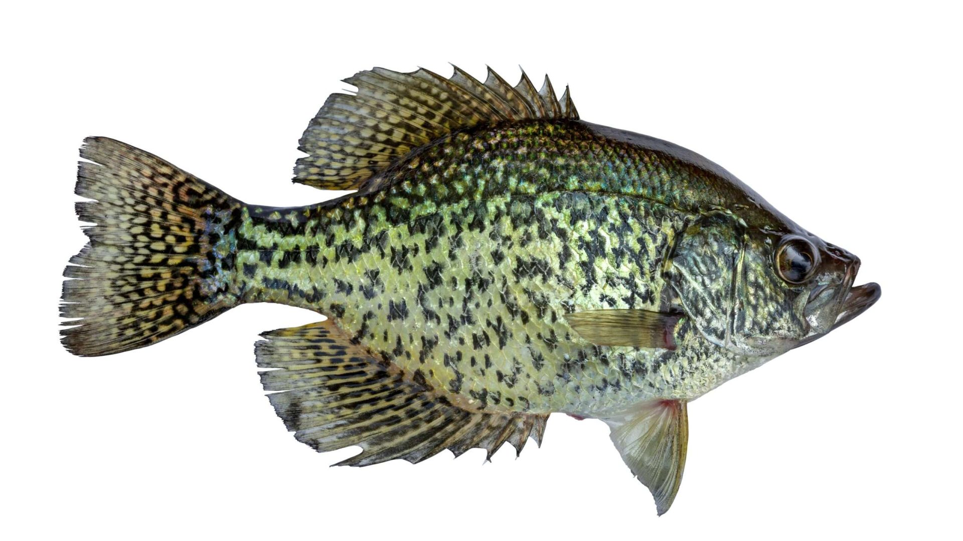 Black crappie fish isolated on white background