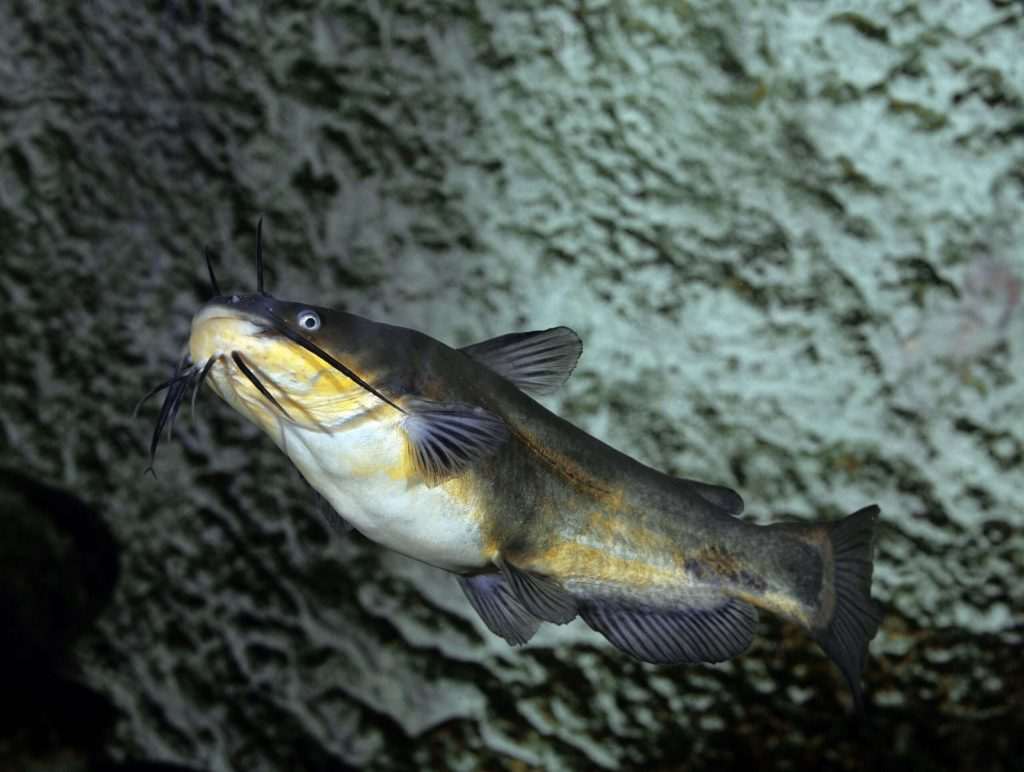 Catfish swimming underwater in rocky habitat