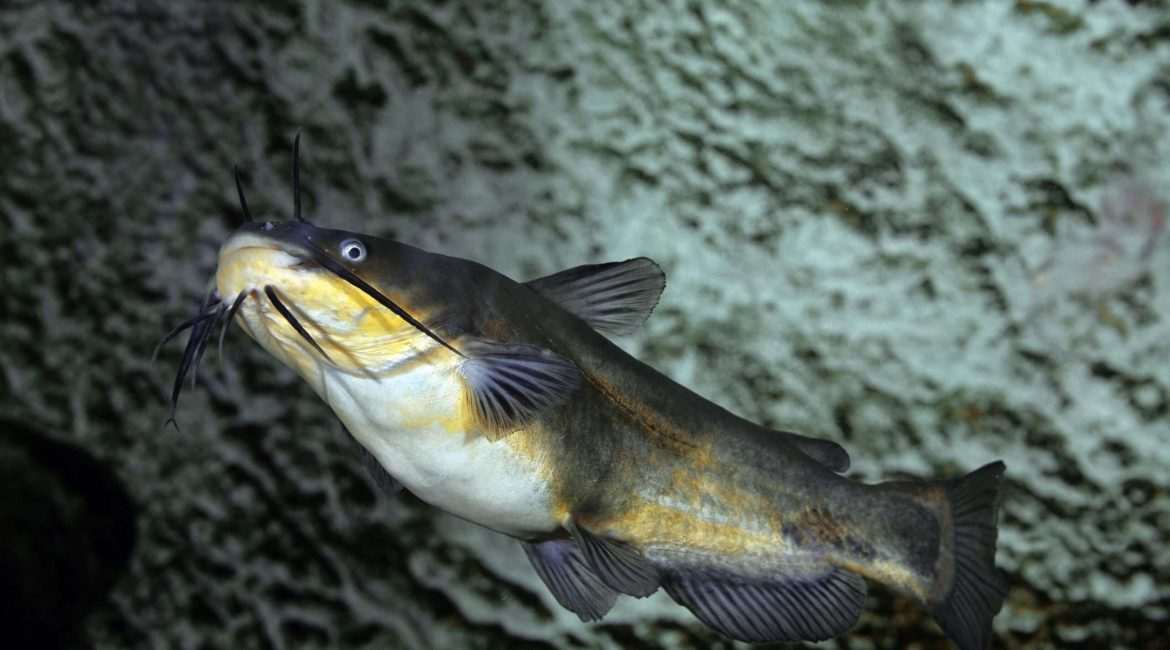 Catfish swimming underwater in rocky habitat