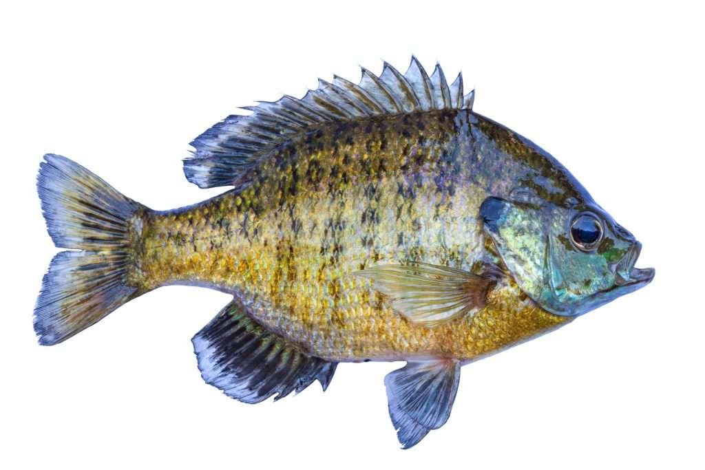 Detailed image of a colorful sunfish